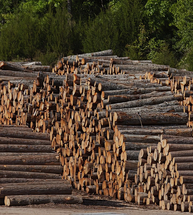 Certified timber logs stacked in the yard